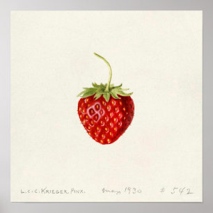 Póster Fresa (por Louis C.C. Krieger)