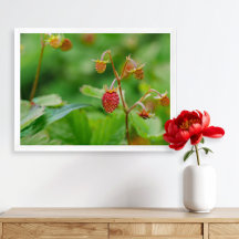 Fresa silvestre roja aún crece en foto de jardín