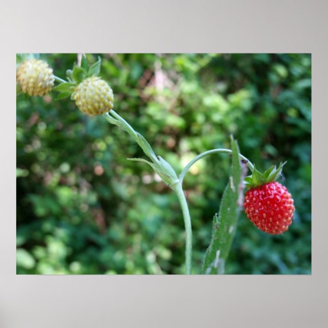 Póster Fresas de junio (Frente)
