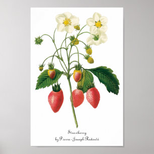 Póster Fresas de la comida de las bayas de la fruta del