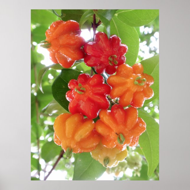 Póster Fresas de Surinam (Frente)