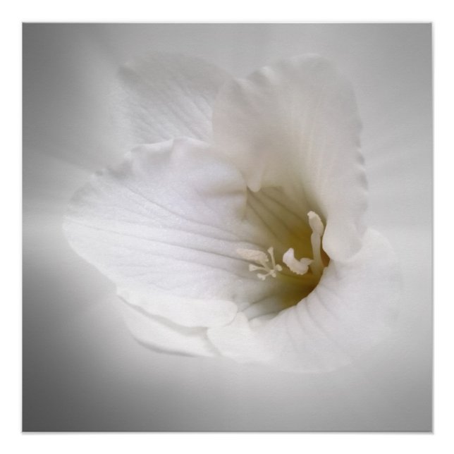 Póster fresia blanca (Anverso)