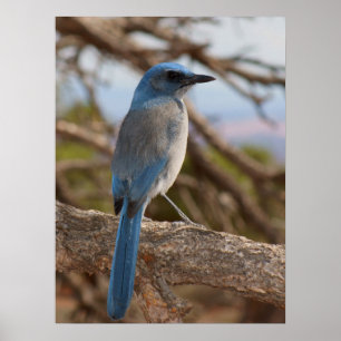 Póster Friegue a Jay