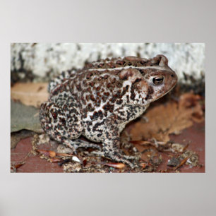 Póster Friend or Frog