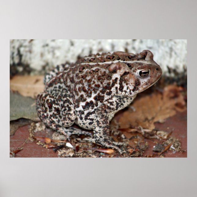 Póster Friend or Frog (Frente)