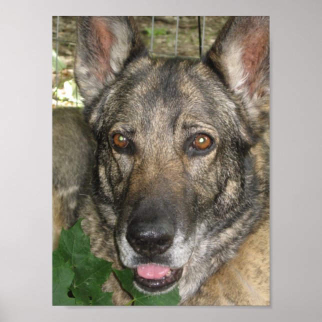 Póster Friga En El Jardín (Frente)