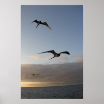 frigatbirds al atardecer