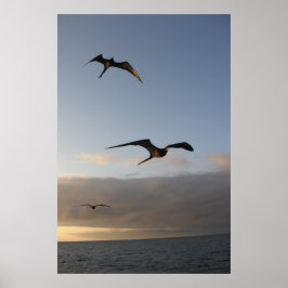 Póster frigatbirds al atardecer
