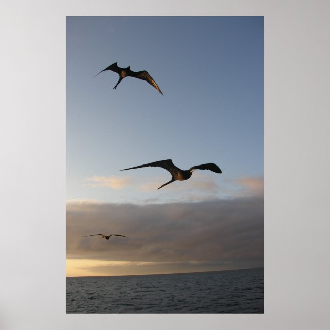 Póster frigatbirds al atardecer (Frente)