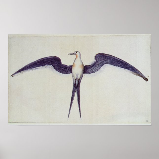 Póster Frigate Bird (Frente)