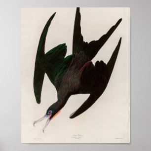 Póster Frigate Pelican Birds of America Audubon Print