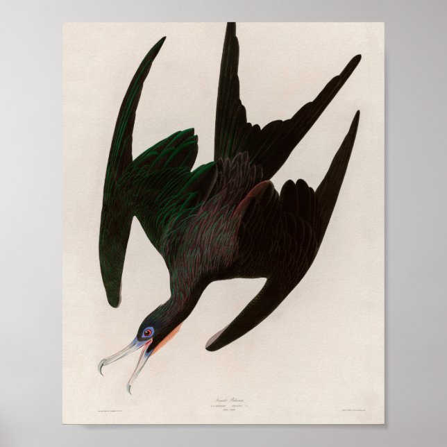 Póster Frigate Pelican Birds of America Audubon Print (Frente)