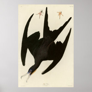 Póster Frigate Pelican (Magnífico Frigatebird) Audubon
