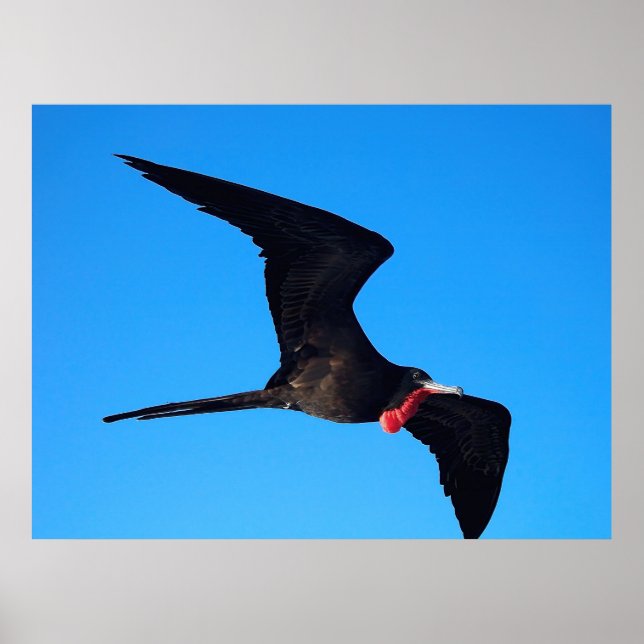 Póster Frigatebird Close up (Frente)