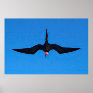 Póster Frigatebird de abajo