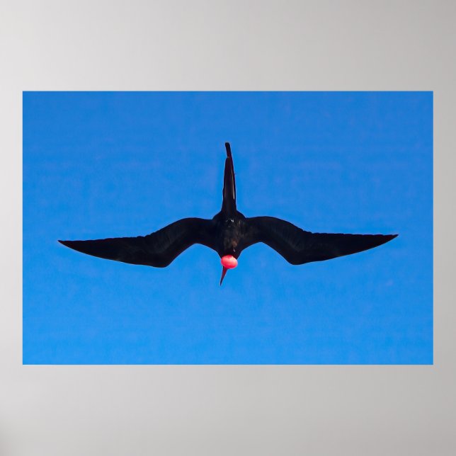 Póster Frigatebird de abajo (Frente)