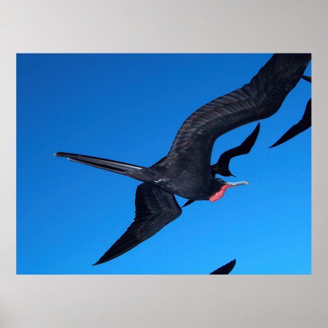 Póster Frigatebird en vuelo (Frente)