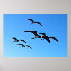 Póster Frigatebird Flock
