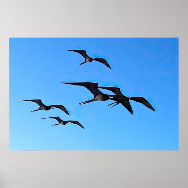 Póster Frigatebird Flock (Frente)