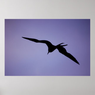 Póster Frigatebird Silhouette
