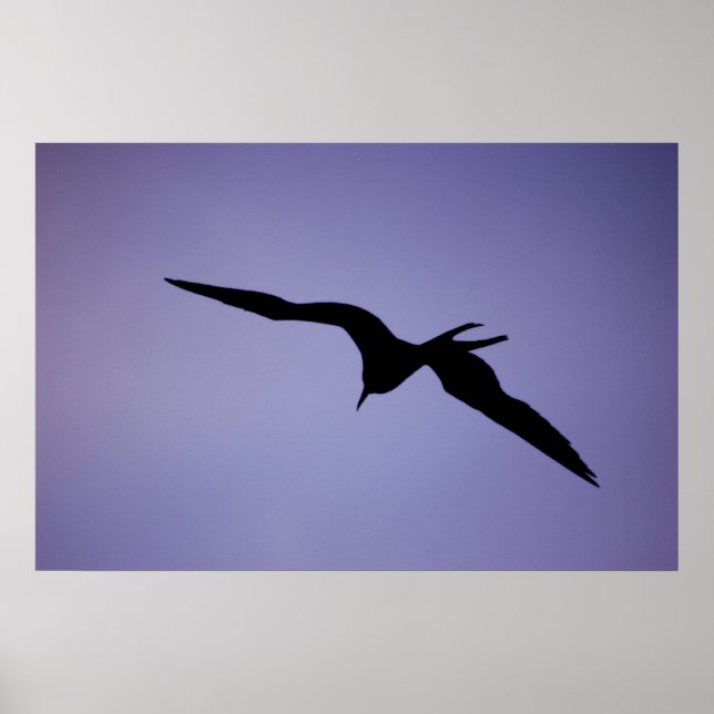Póster Frigatebird Silhouette (Frente)