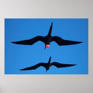 Póster Frigatebirds doble
