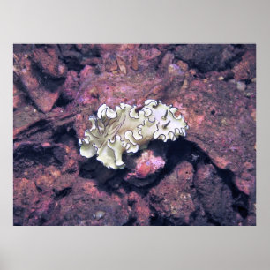 Póster Frilly Nudibranch