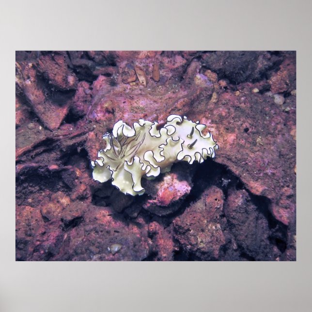 Póster Frilly Nudibranch (Frente)
