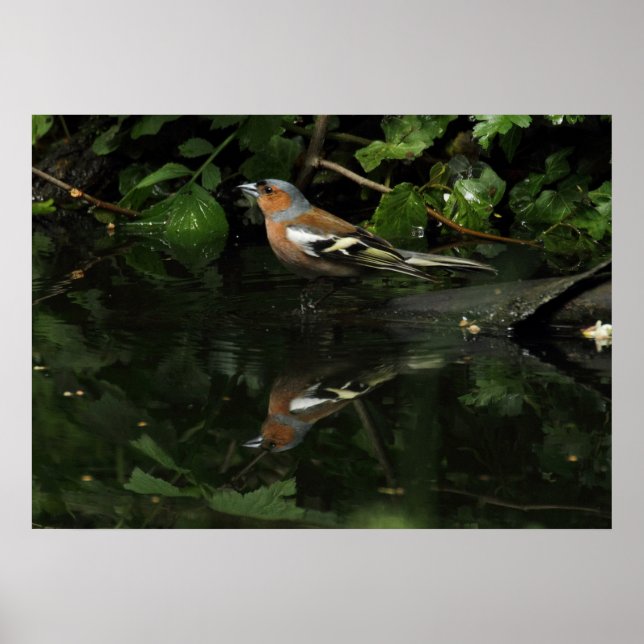 Póster Fringilla coelebs (Frente)