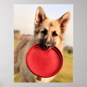Póster Frisbee