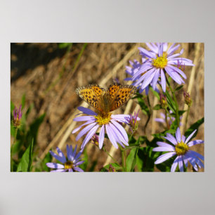 Póster Fritilaria de Hydaspe sobre flores de aster púrpur