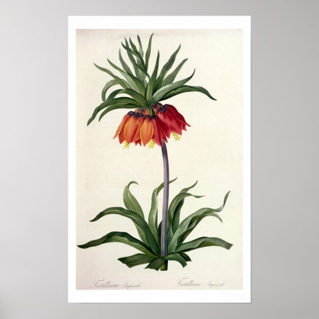 Póster Fritillaria Imperialis de "Les Lilacees", 1802- (Frente)