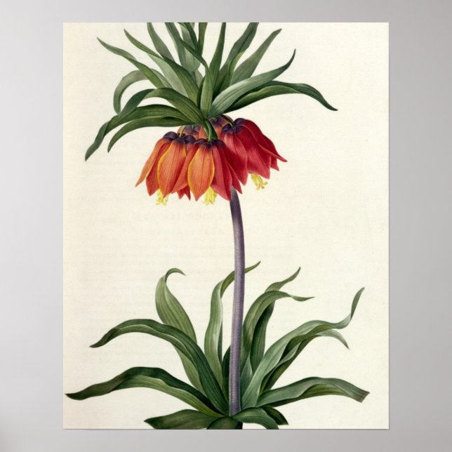 Póster Fritillaria Imperialis de "Les Lilacees", 1802- (Frente)