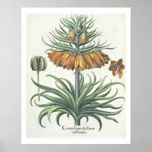 Póster Fritillary: Corona Imperialis florum classe・