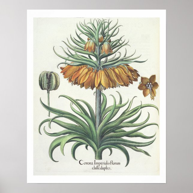 Póster Fritillary: Corona Imperialis florum classe・ (Frente)