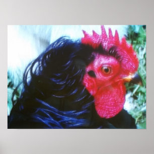 Póster Frizzle negro (Bugsy)