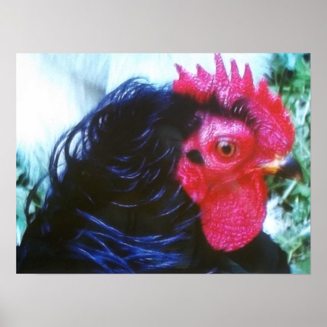 Póster Frizzle negro (Bugsy) (Frente)