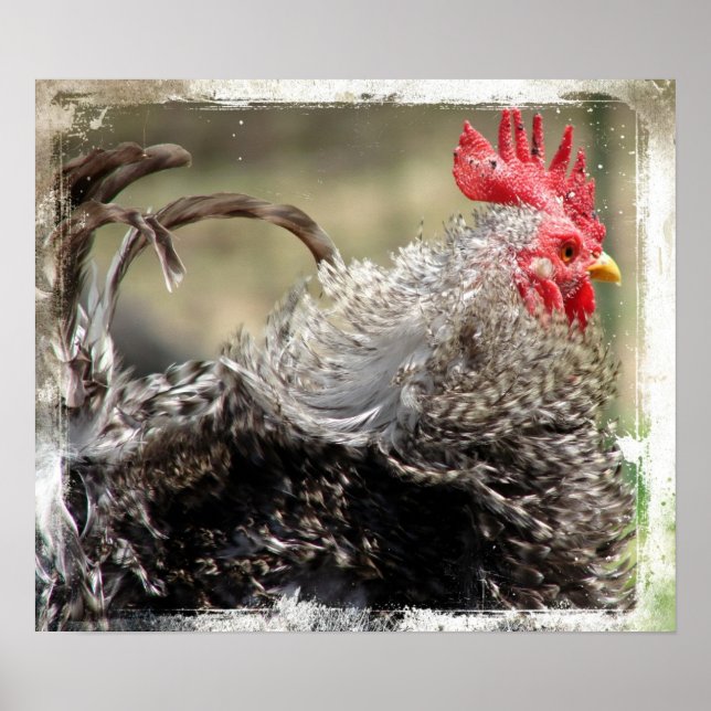 Póster Frizzle Rooster (Frente)