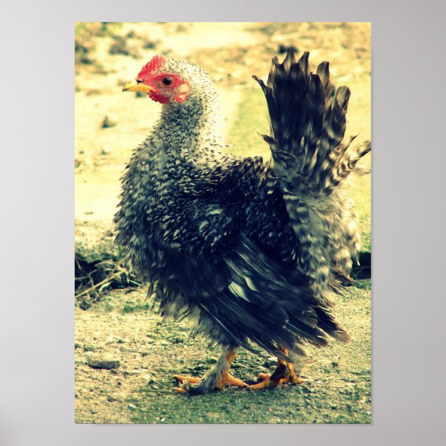 Póster Frizzle Rooster (Frente)