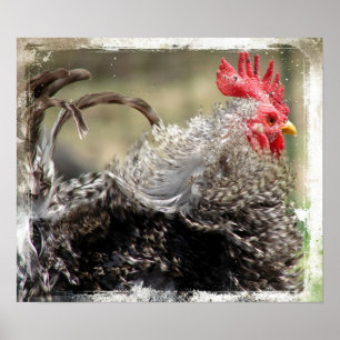 Póster Frizzle Rooster