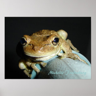 Póster Frog