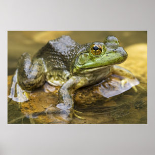 Póster Frog along the Buffalo River, Mile 126 on the