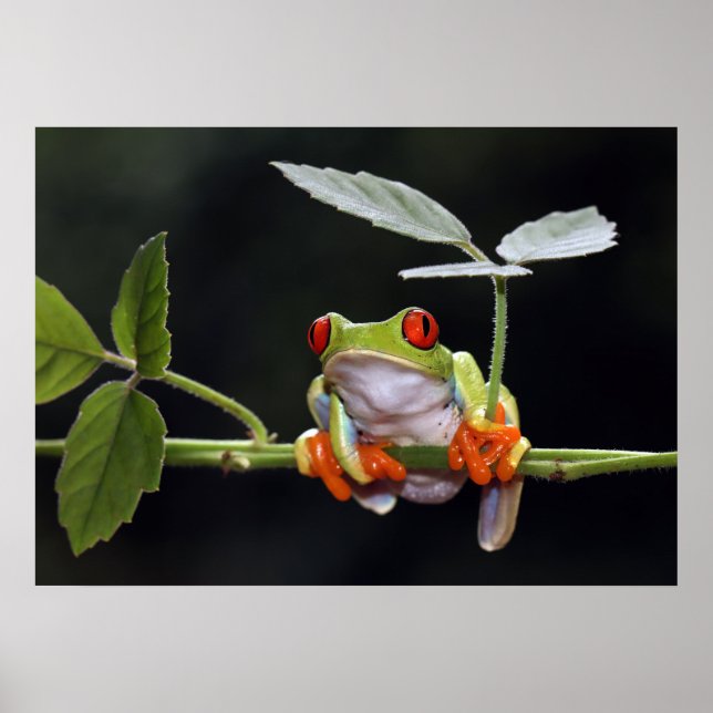 Póster Frog Poster (Frente)
