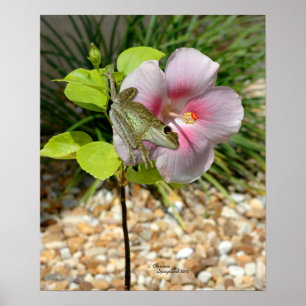 Póster Froggy Hibiscus Flower Poster
