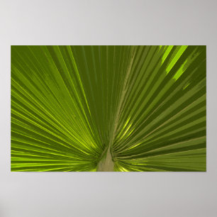 Póster Fronda de palma tropical verde