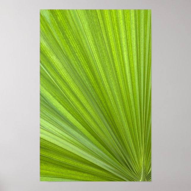 Póster Fronde de Palma Tropical Verde Abstracto (Frente)