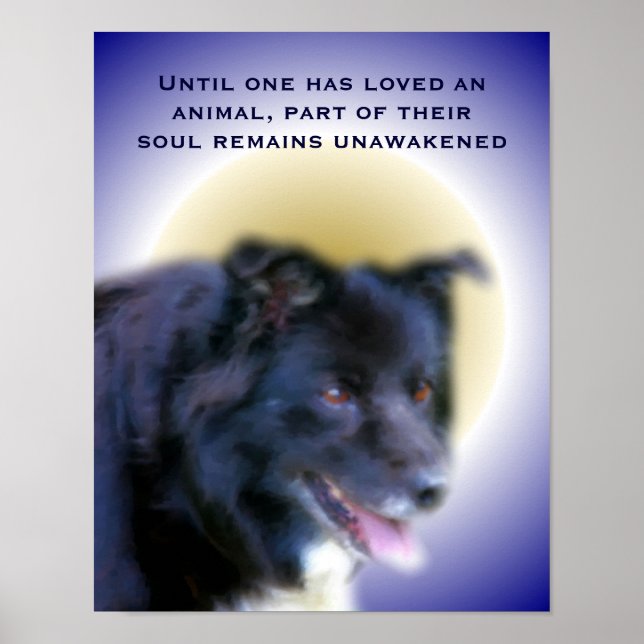 Póster Frontera Collie Amor Por Los Animales Inspiradores (Frente)
