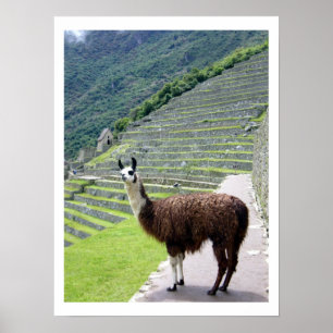 Póster frontera de llama