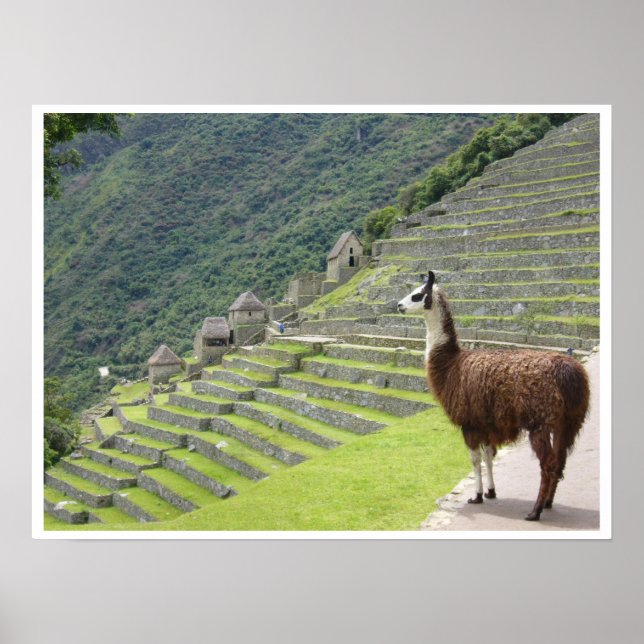 Póster frontera de llama de peruv (Frente)