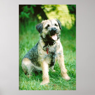 Póster Frontera Terrier